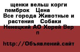 щенки вельш корги пемброк › Цена ­ 50 000 - Все города Животные и растения » Собаки   . Ненецкий АО,Хорей-Вер п.